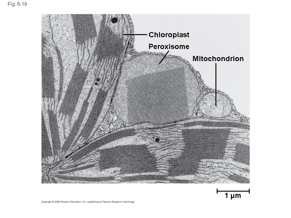 Fig. 6-19 1 µm Chloroplast Peroxisome Mitochondrion
